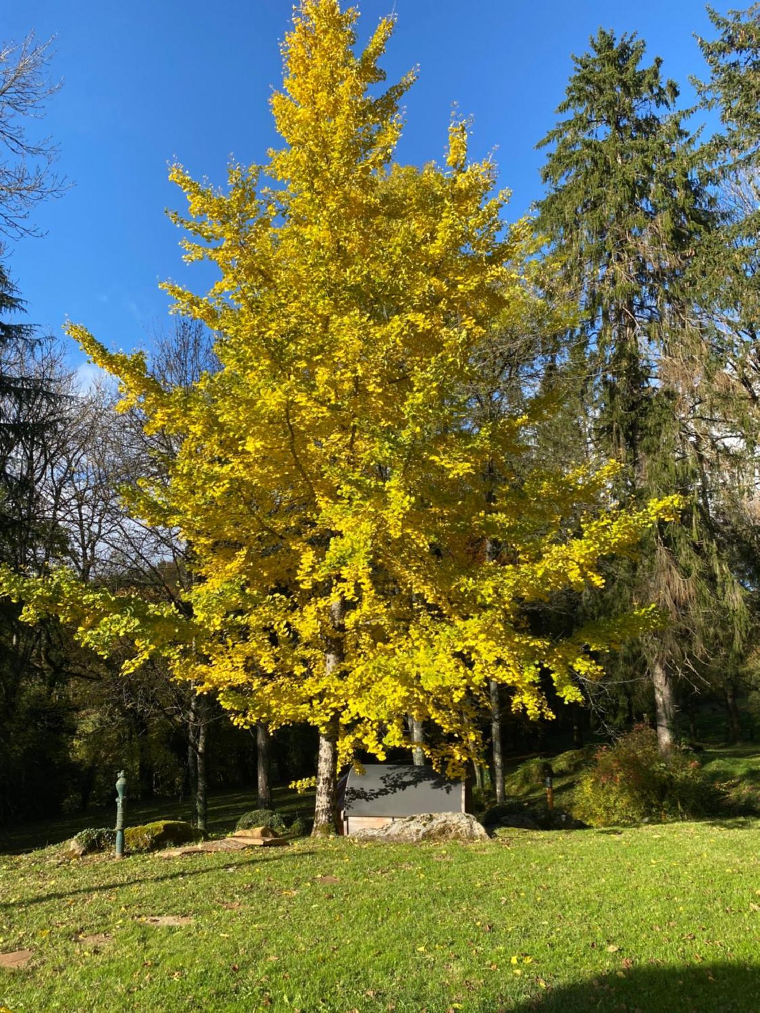 Le Tilleul De Bressolles Brassac  Bagian luar foto